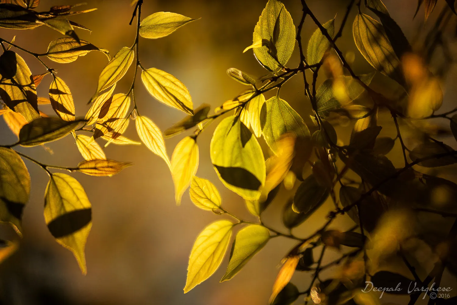 Backlit golden leaves