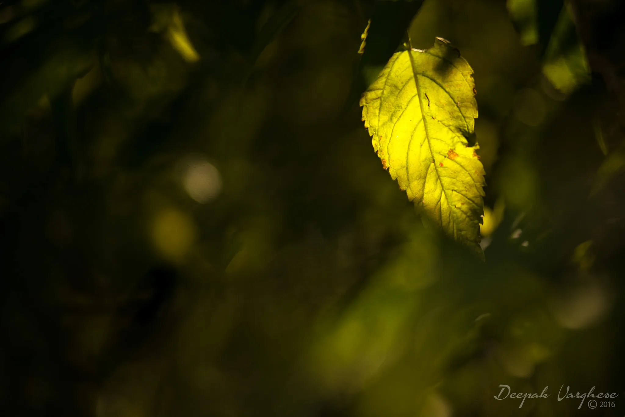 Cyclist in Amsterdam B&W