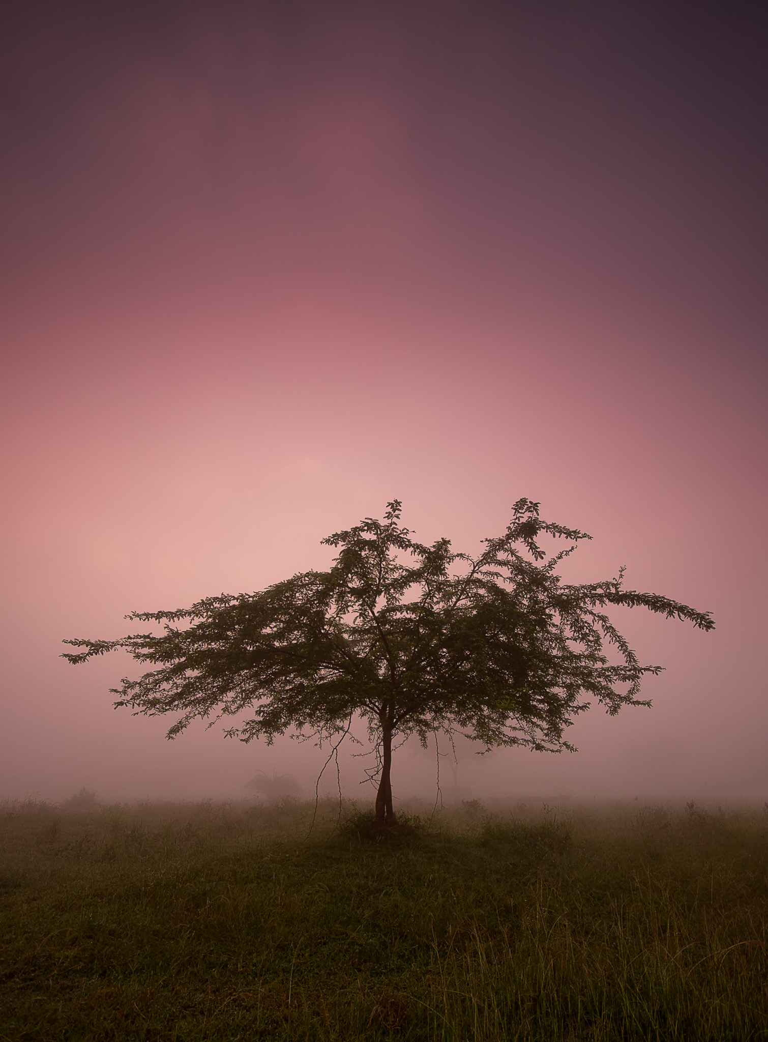 Solitary tree under ethereal purple sky
