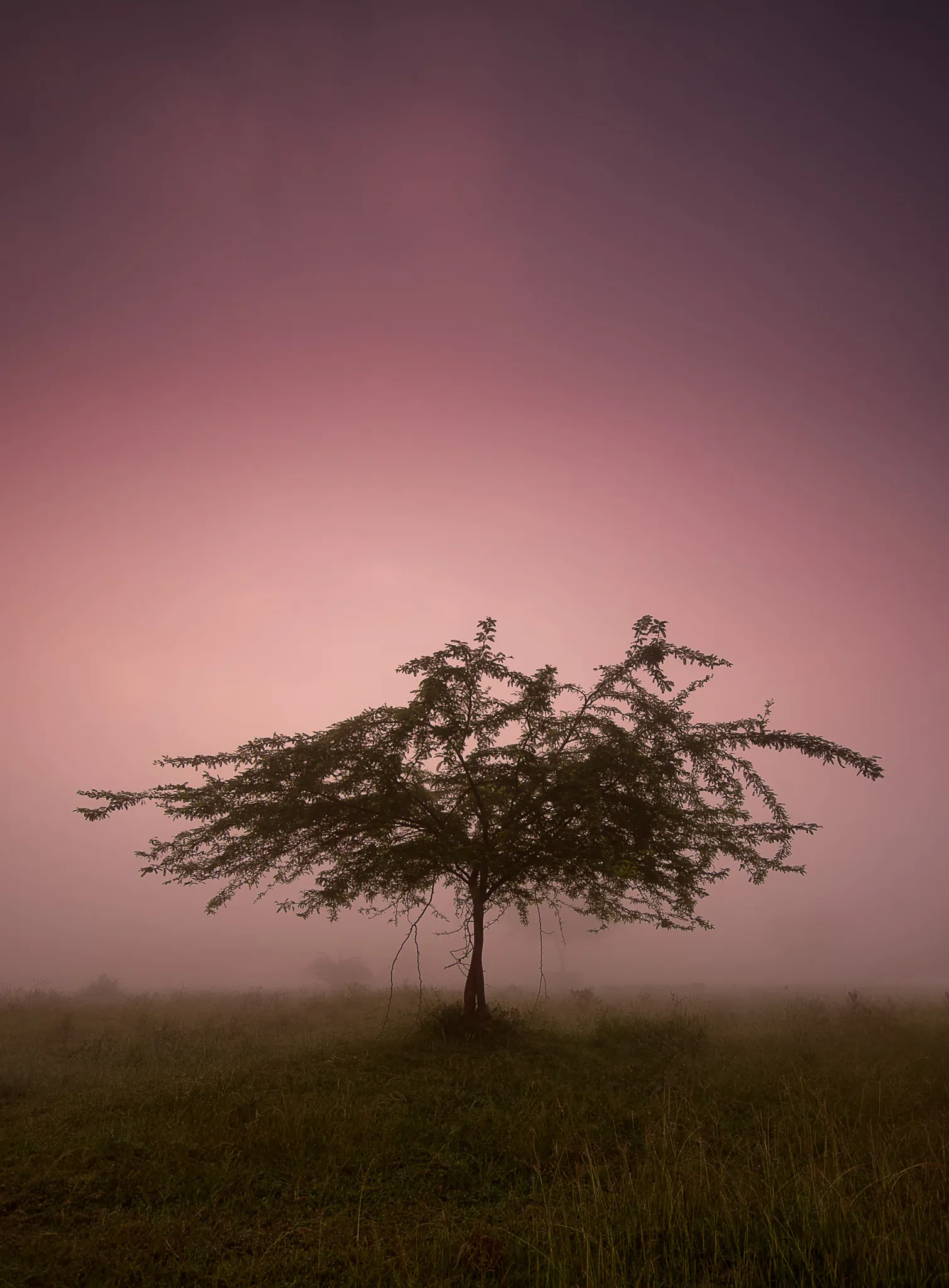 Purple Haze, long exposure of trees in morning mist at Hesaraghatta